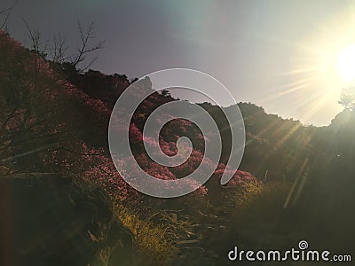 Azaleas on the mountain cliffï¼Œtenacious life Stock Photo